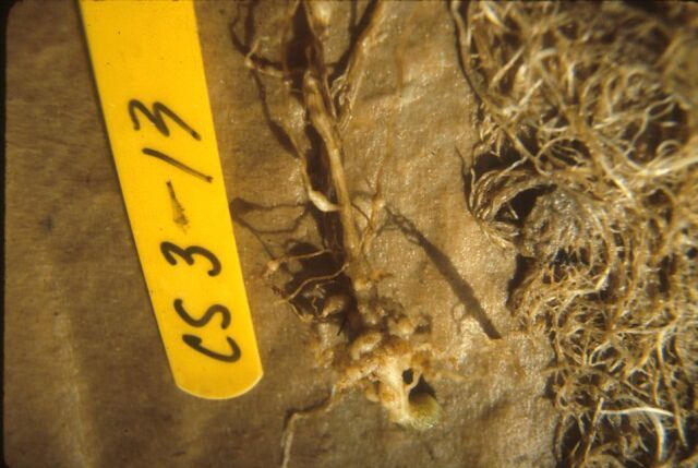 Figure 6. Root-knot nematode (Meloidogyne sp.) induced galling of seedling watermelon roots.