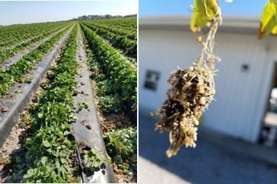 A close-up of a farm

AI-generated content may be incorrect.