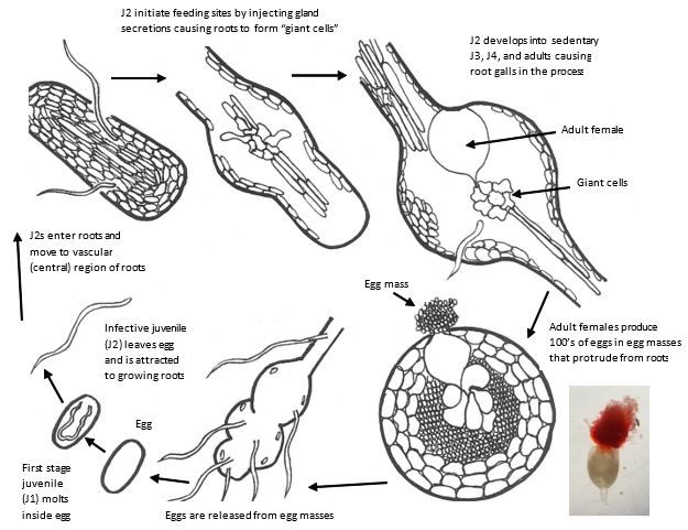 Diagram of a mushroom cell

AI-generated content may be incorrect.