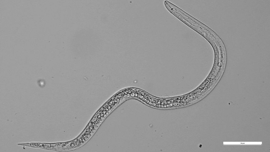 A close-up of a worm

Description automatically generated