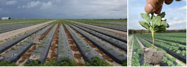 Sting nematode (Belonolaimus longicaudatus) damage on watermelon (planted after strawberry) (left); note badly stunted plants in the front; broccoli root showing sting nematode damage (right).