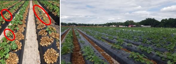 A close-up of a field

AI-generated content may be incorrect.