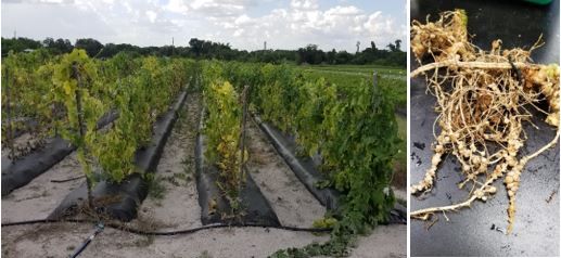 Root-knot nematode damage to luffa (M. enterolobii): chlorotic and wilted plants (left), galled and swollen roots (right).