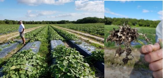 A close-up of a farm

AI-generated content may be incorrect.