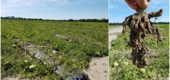 A collage of a cow in a field

AI-generated content may be incorrect.