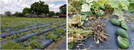 A close-up of plants growing on a field

AI-generated content may be incorrect.