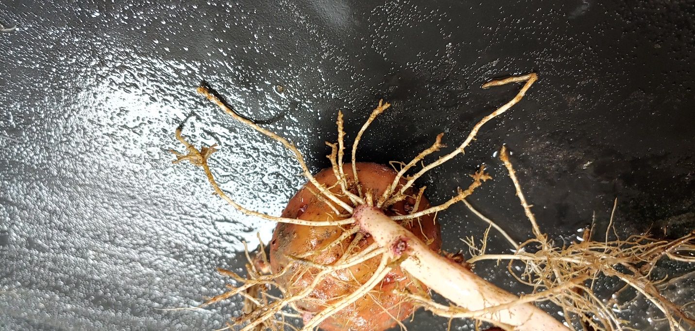 Potato roots affected by sting nematode infestation. Lateral roots are severely stunted, root tips are slightly swollen and necrotic (browning), and lateral roots have proliferated into small mats in portions of the root system. 