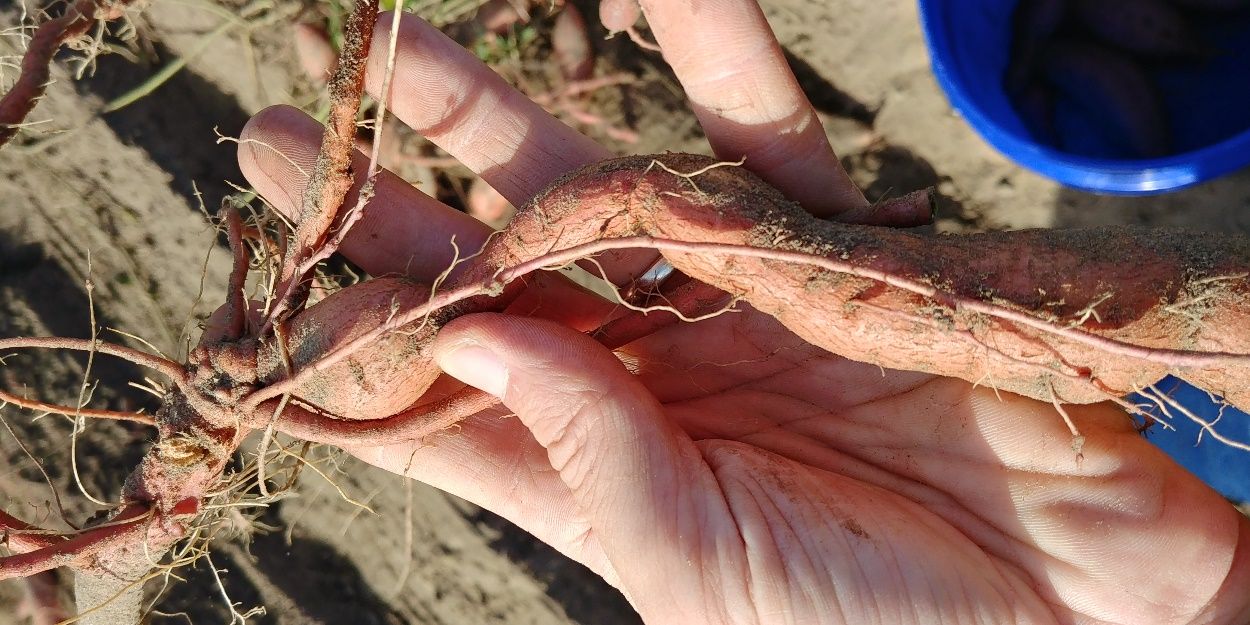 The small, knotty swellings on the roots of this sweet potato are galls caused by root-knot nematode infection. 