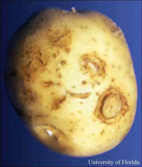 Potato tuber with external brown rings, a symptom of corky ringspot disease transmitted by stubby-root nematode. 