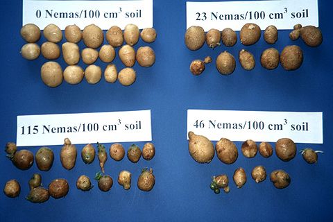 Potato tuber damage by sting nematode. The incidence of small, misshapen, green, and otherwise damaged tubers increases as the initial population of sting nematodes increases. 