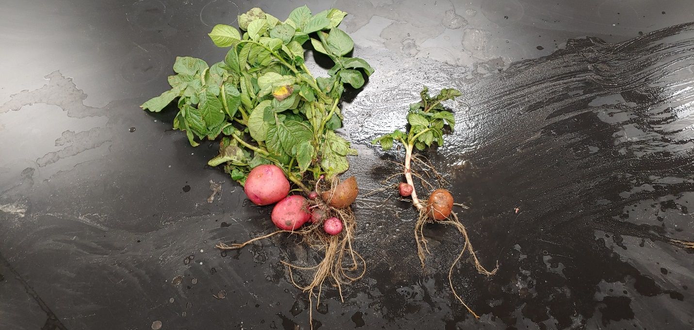 Potato root and shoot systems stunted by sting nematode infestation. The plant on the left was treated with nematicide whereas the plant on the right was not treated. 