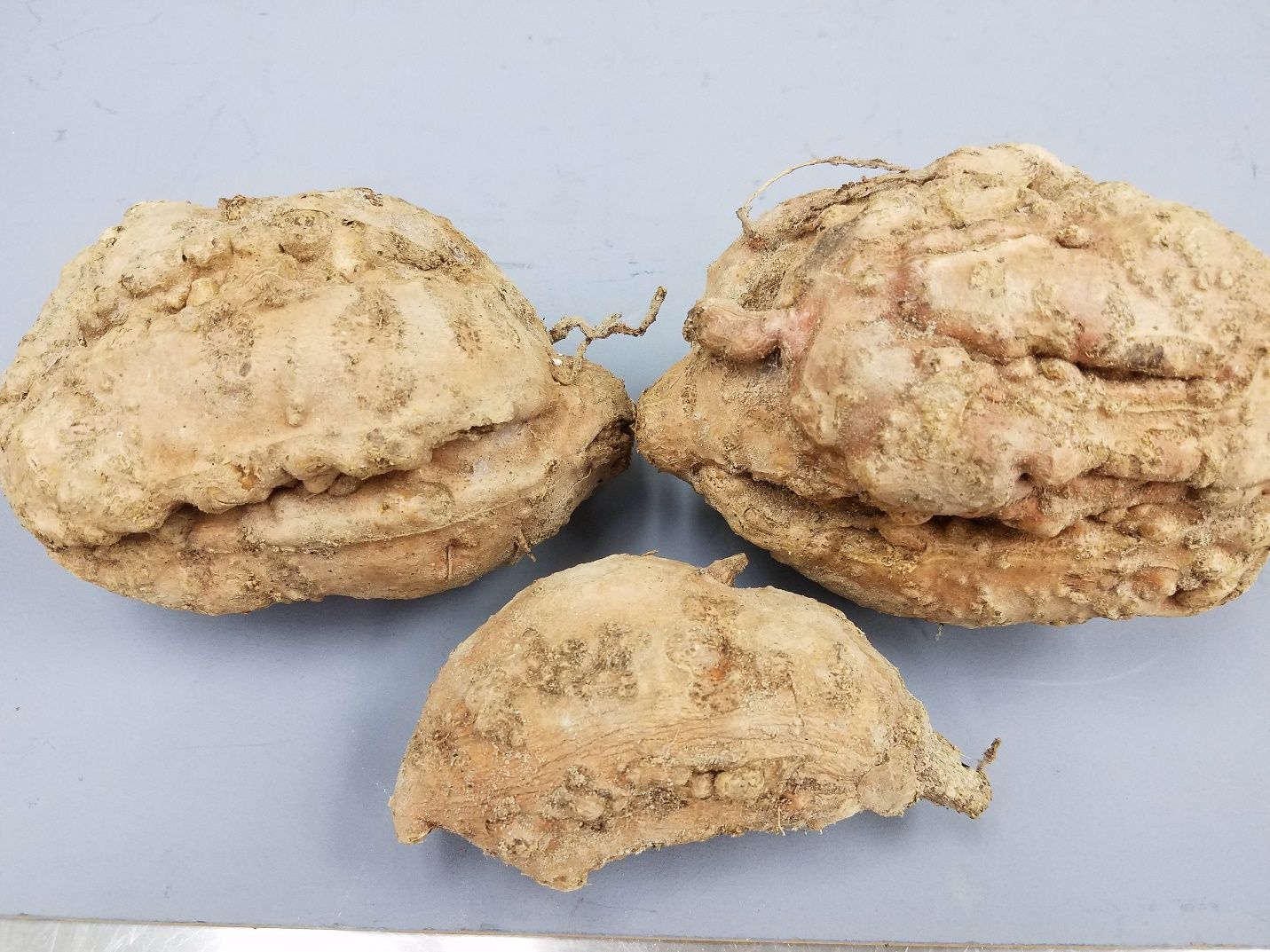 Severe galling and growth cracks on sweet potato storage roots due to the guava root-knot nematode. Galling tends to be more prolific and storage root cracking more common with this nematode than with common root-knot nematodes. 