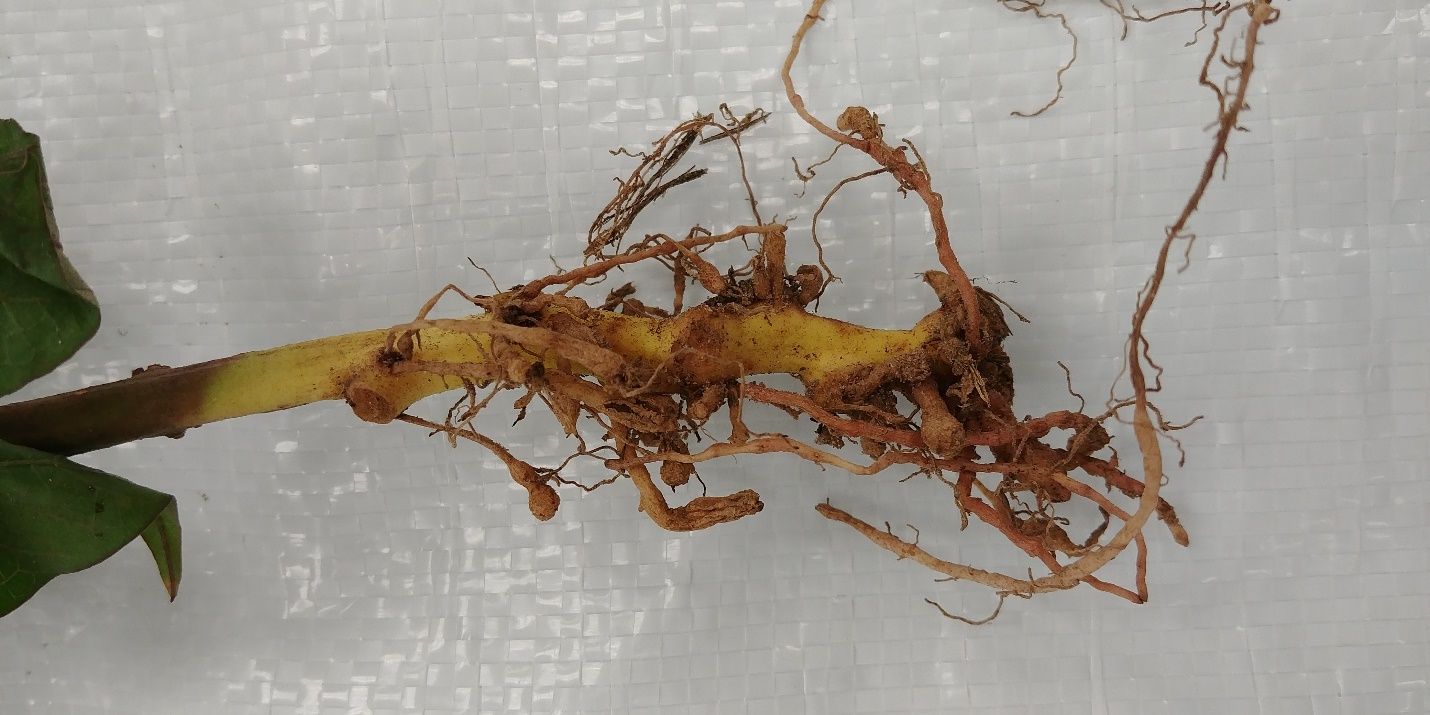 Severe galling (irregularly shaped swellings) of young sweet potato fibrous roots due to root-knot nematode infestation. 