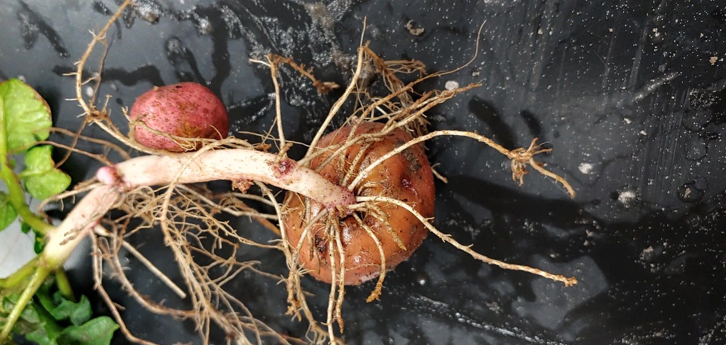 Symptoms of sting nematode damage on white potato roots. The affected root system is stunted, with fewer lateral roots. Lateral roots are pruned, necrotic (browning), and proliferate near the growing tuber, creating a bearded appearance. 