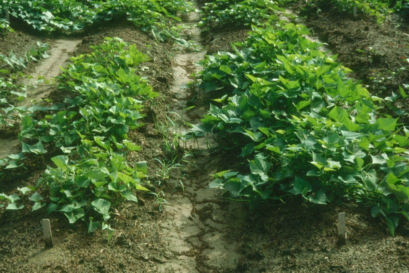 Reduced vine growth (left) due to severe reniform nematode pressure in a research trial. The more vigorous plot on the right is fumigated, so it has less reniform nematode pressure. 