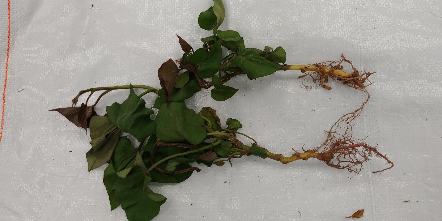Severe galling from root-knot nematodes on fibrous roots emerging from young sweet potato slip (right) compared with a healthier plant (left) with a more robust, branched root system. 