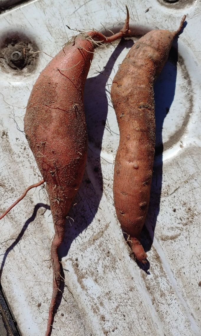 A cultivar (Covington) resistant to southern root-knot nematode free of galling (left) compared with a susceptible variety (Orleans) with wart-like galls from southern root-knot nematode on developing storage roots (right).