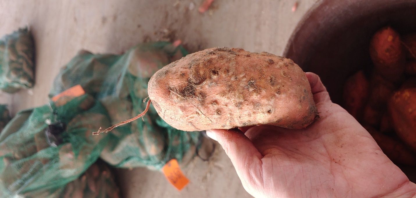 Extensive galling and disfiguration from southern root-knot nematode on a susceptible sweet potato storage root. 