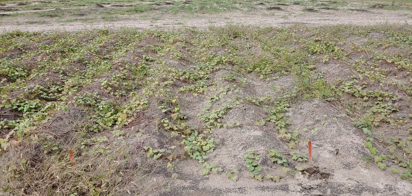 Poor vine coverage and vigor late in the season in a trial with severe southern root-knot nematode infestation and poor soil fertility. 