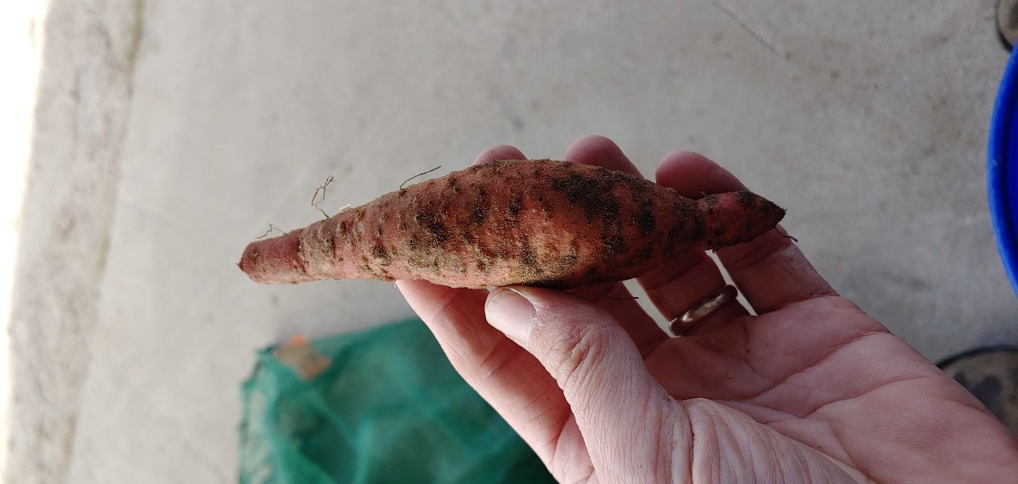 Darker regions of decay and secondary infection along with galling as a result of severe southern root-knot nematode infection. 