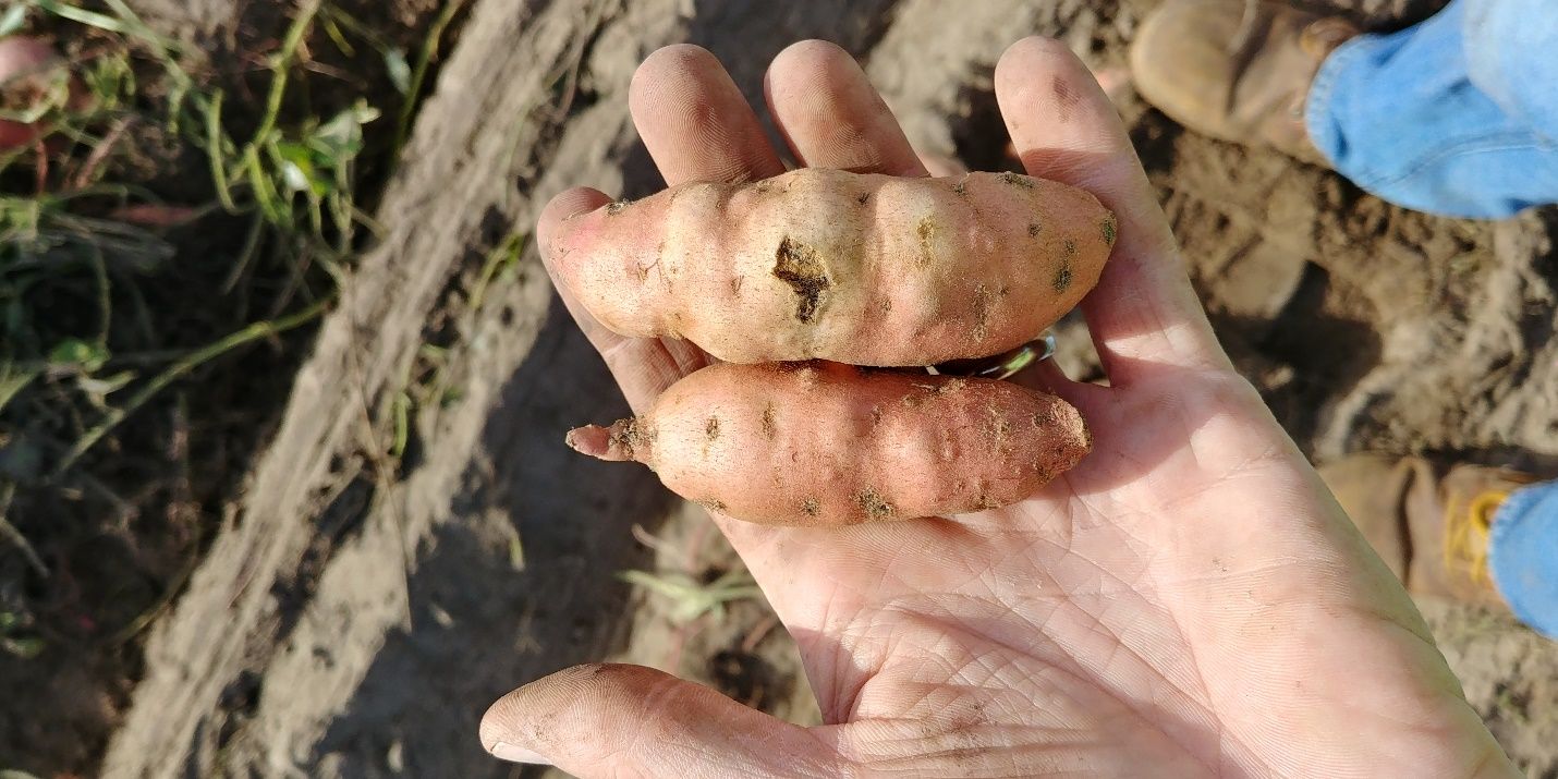 Galling of various sizes—ranging from small dimples to extensive swelling—on young storage roots induced from southern root-knot nematode infestation. The storage root on the right also has a small growth crack, which is an infrequent symptom of common root-knot nematodes.