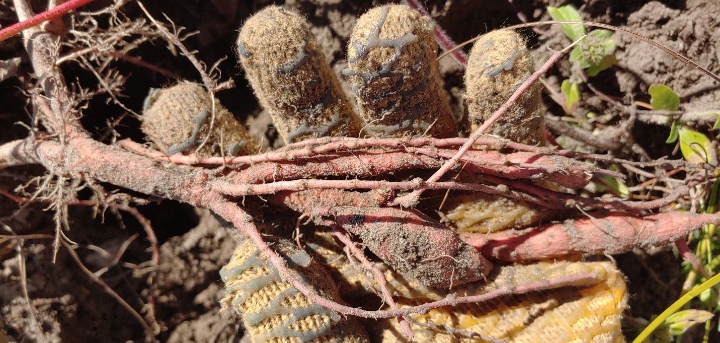 Extensive galling (roughly circular swellings) from southern root-knot nematode on fibrous roots and developing storage roots at midseason. 