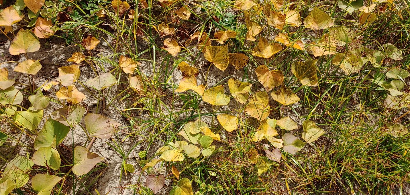 Severe leaf chlorosis (yellowing) and other discoloring late in the season in a field with severe southern root-knot nematode infestation. 