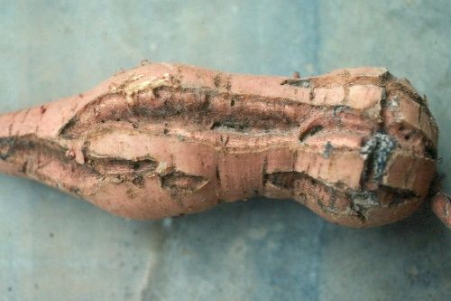 Deep growth cracks on storage root induced by reniform nematode infestation. Growth cracks are an infrequent symptom of reniform nematode infestation, but they tend to be induced early in the year, resulting in very deep fissures by the end of the year. 