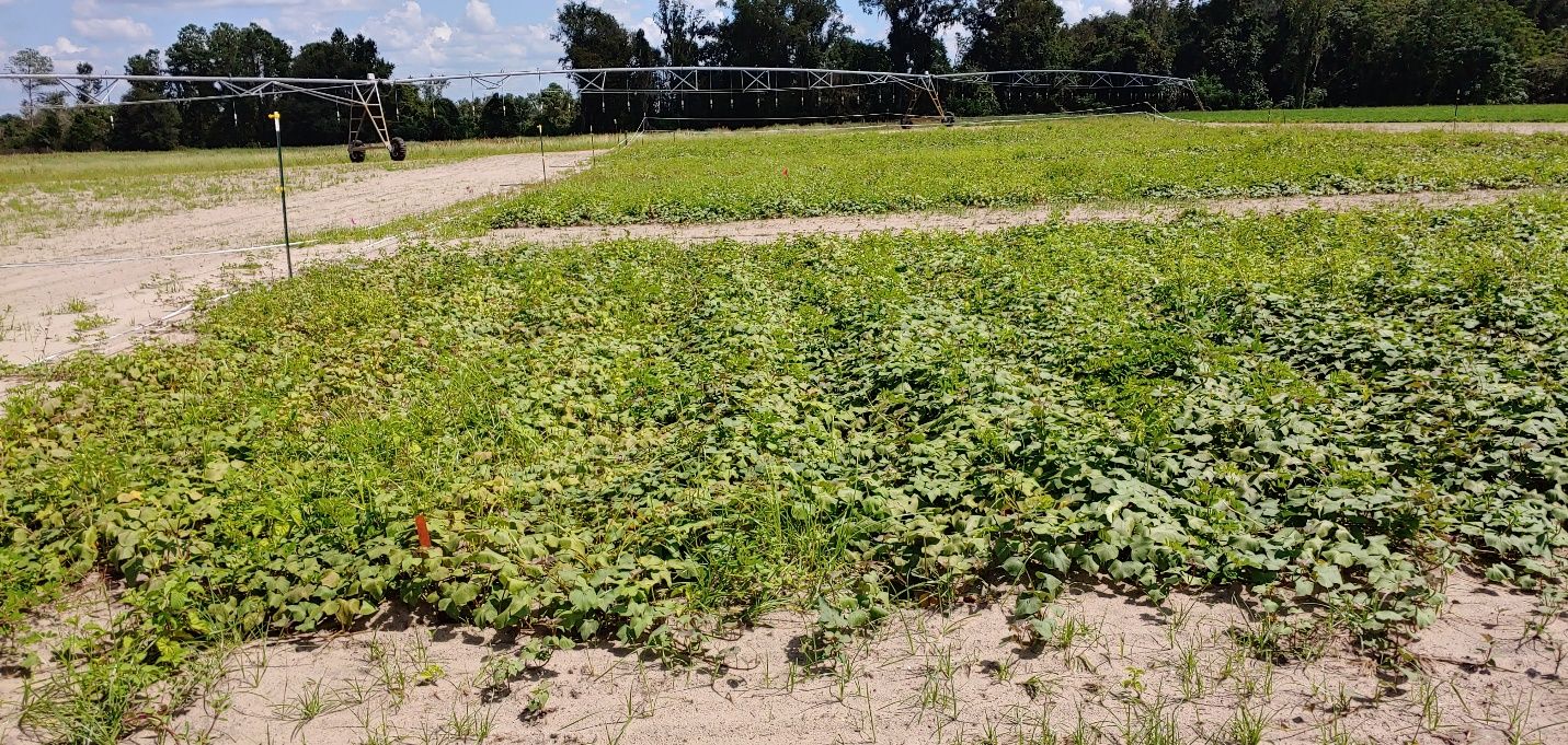 Patchy leaf chlorosis (bottom left) and generalized wilting in a field trial with severe root-knot nematode infestation. 