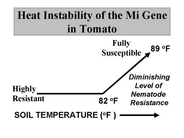 Figure 15. Diagrammatic representation showing the complete loss of root-knot nematode resistance conferred by the Mi gene in tomato with increasing soil temperature.