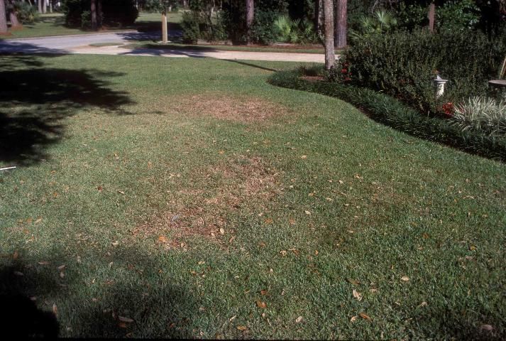 Figure 11. Nematode damage to this St. Augustinegrass lawn occurs in irregularly shaped patches.