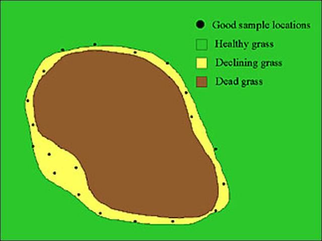 Figure 12. When sampling symptomatic turf, take multiple soil cores from symptomatic areas while avoiding areas of dead grass. Sample grass that is sick, not dead.