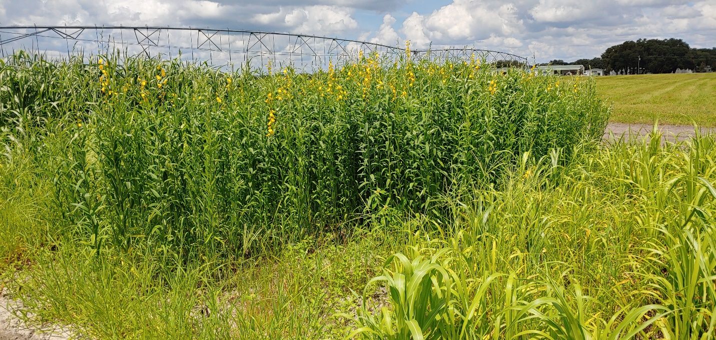 Sunn hemp (Crotalaria juncea ‘Crescent Sun’) at early flowering stage in research plots near Citra, FL. Background cover crops are sorghum-sudangrass and foreground is pearl millet. 