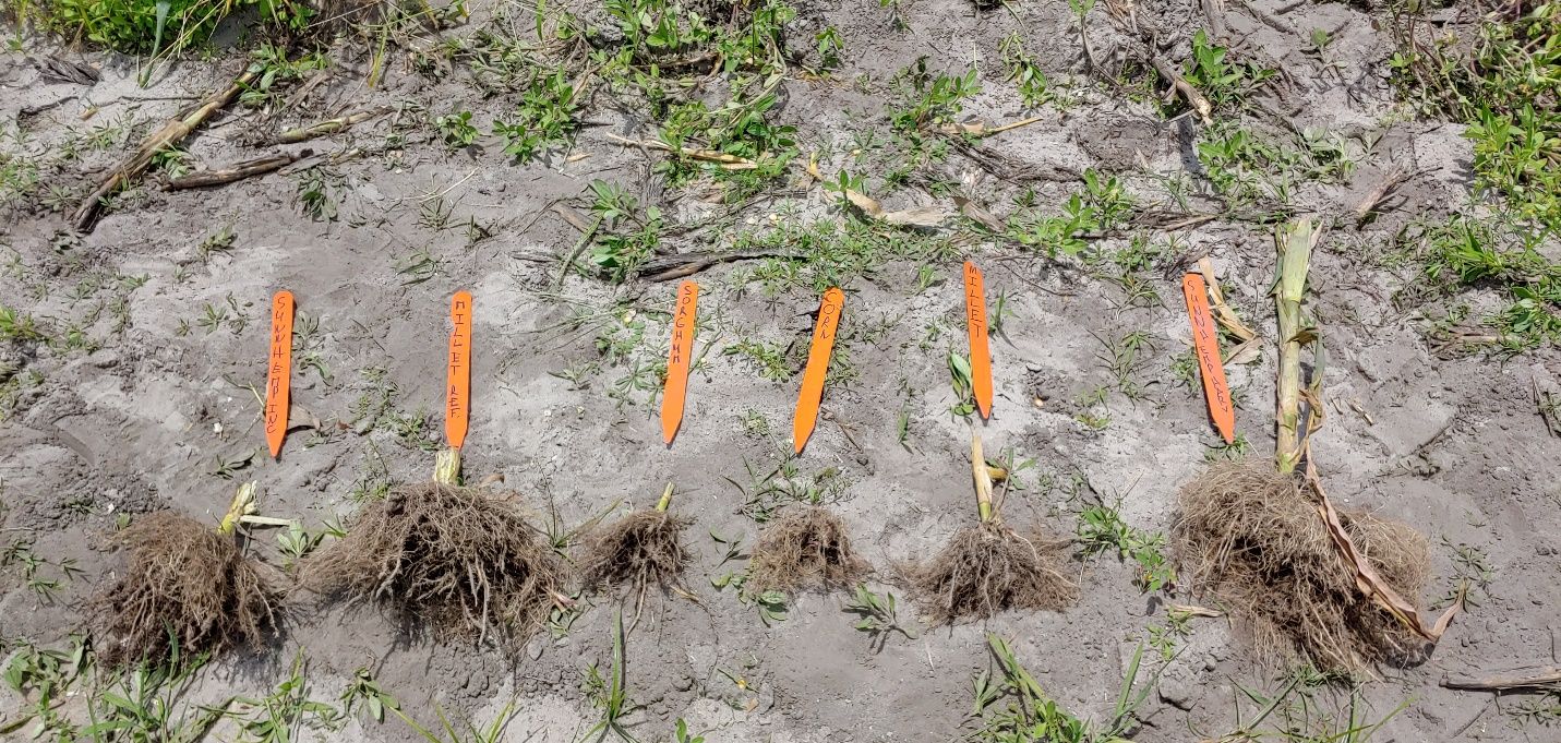Variation in spring field corn root development at harvest following various summer cover crops. Preceding cover crop from left to right: sunn hemp (residues mulched in), pearl millet without fertilizer, sorghum-sudangrass, corn, pearl millet with fertilizer, and sunn hemp (residues harvested). 