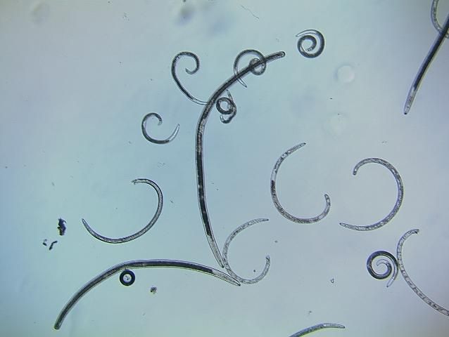 Figure 3. Ectoparasitic nematodes from a soil sample.