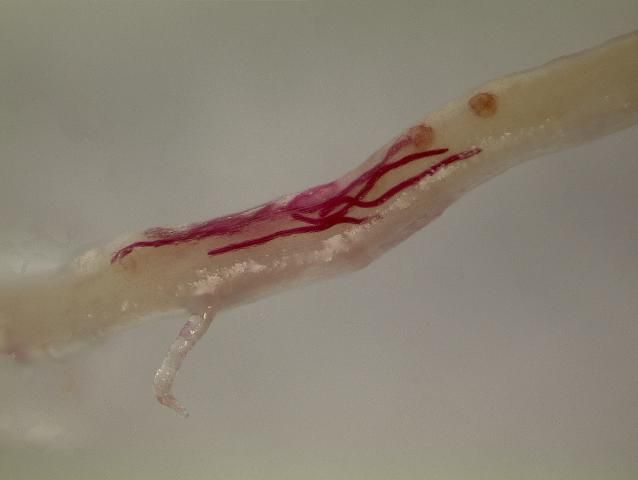 Figure 5. Migratory endoparasitic nematodes (stained red) tunneling within a root.