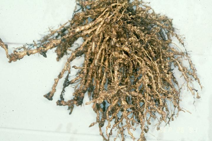 Peach roots galled by root-knot nematodes.