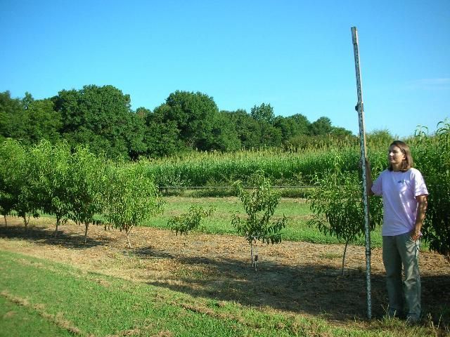 Peach trees in middle are stunted by root-knot nematodes.
