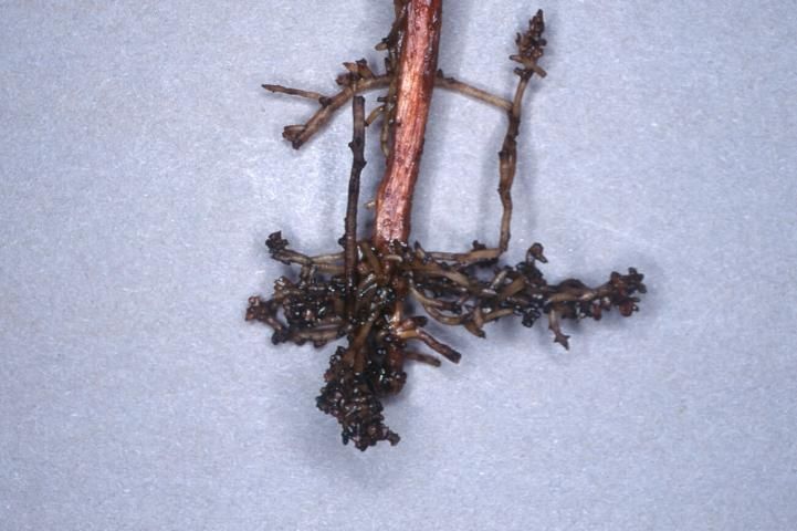 Abbreviated "stubby" roots caused by ectoparasitic nematodes.