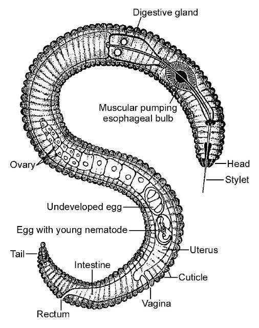 Diagram of a generic plant-parasitic nematode.