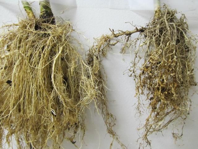 Healthy roots (left) and root-knot nematode galled roots (right).