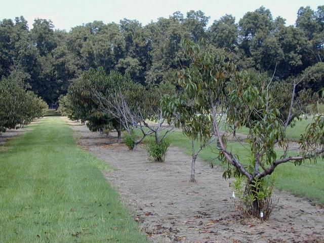 Peach trees in foreground suffering from Peach Tree Short Life, induced by ring nematodes.