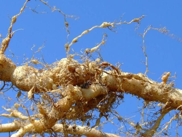 Figure 1. Damage caused by root-knot nematodes: Galls form within the roots and become part of the root tissue, which cannot be removed.