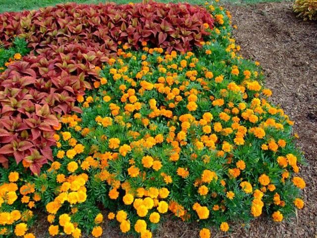 Figure 3. Marigold interplanted with coleus. Coleus will not be protected by marigold even though marigold is planted in close proximity.
