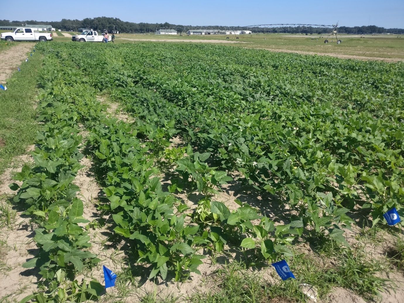 Cowpea growing in research plots in central Florida. 