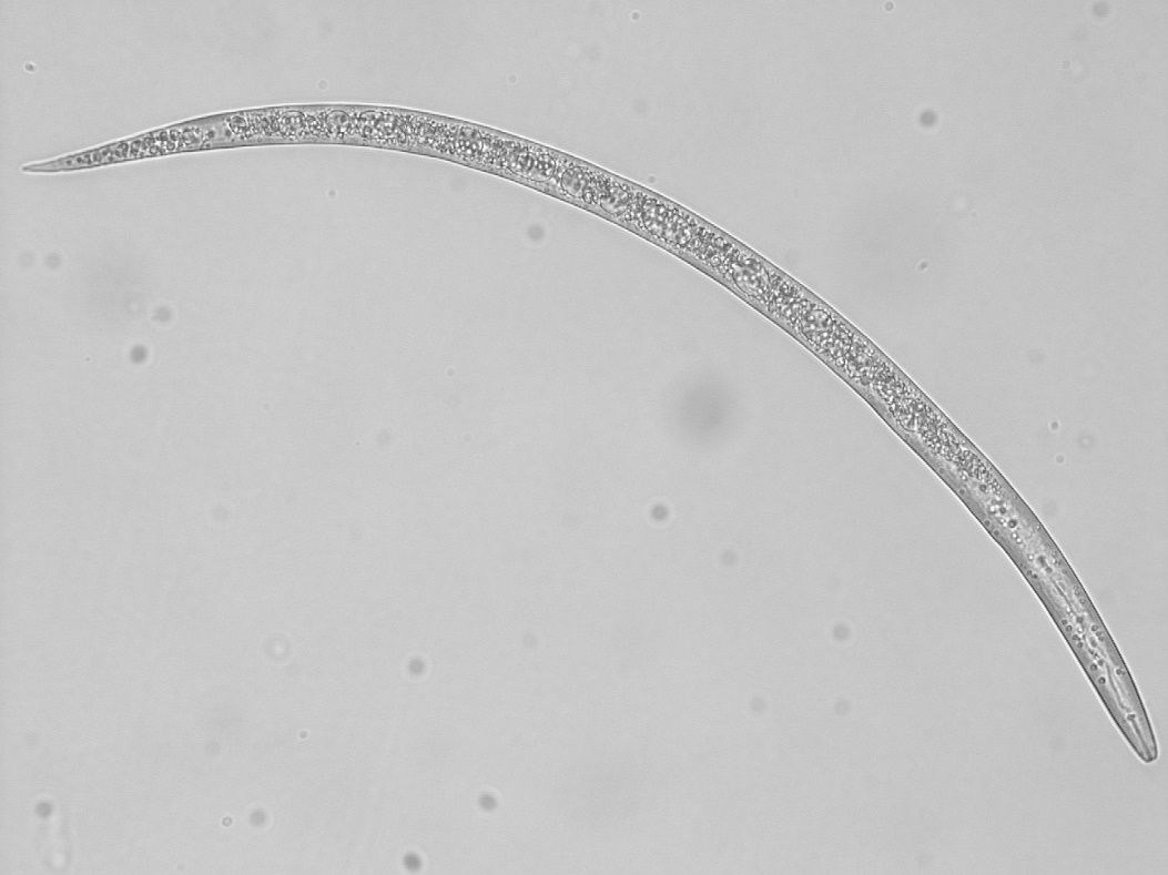Microscopic view of a juvenile root-knot nematode, a typical plant-parasitic nematode. 