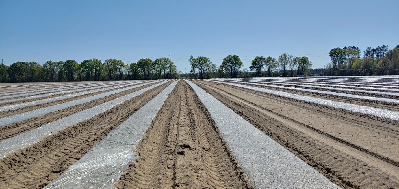 Clear plastic mulch without perforations can be used for solarization. 