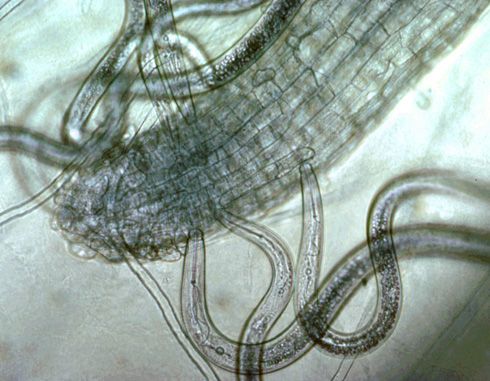 Los ectoparásitos migratorios (el nematodo aguijón se muestra aquí) insertan sus estiletes para alimentarse, dejando sus cuerpos fuera de la raíz. 