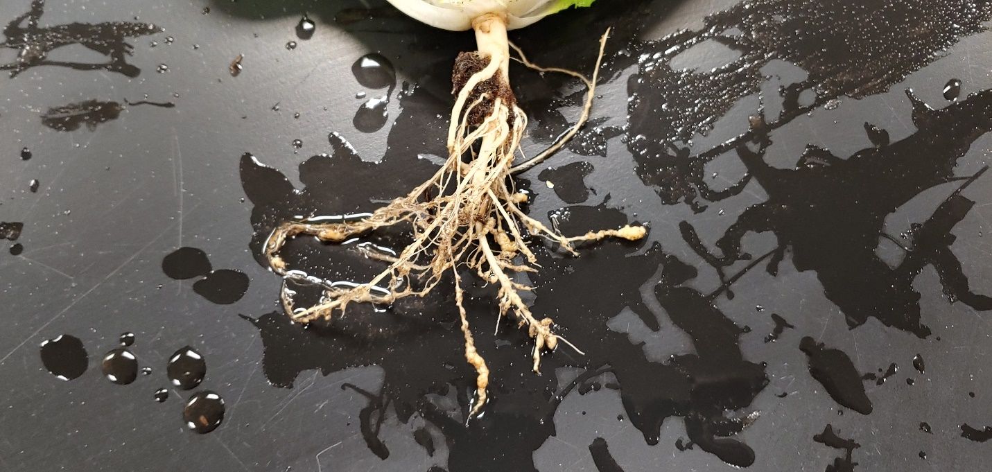 Agallamiento severo (hinchazones de forma irregular) de las raíces del repollo debido a la infestación por nematodos agalladores.