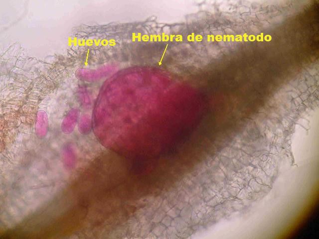 Los endoparásitos sedentarios (el nematodo agallador se muestra aquí) establecen un sitio de alimentación complejo en la raíz al ser una hembra joven o inmadura y no se mueven de ese sitio por el resto de sus vidas. Las hembras adultas aumentan de tamaño a medida que se alimentan y producen huevos.
